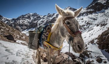 Toubkal túra