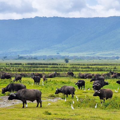 MountainGo Kilimandzsáró Túra Kisokos