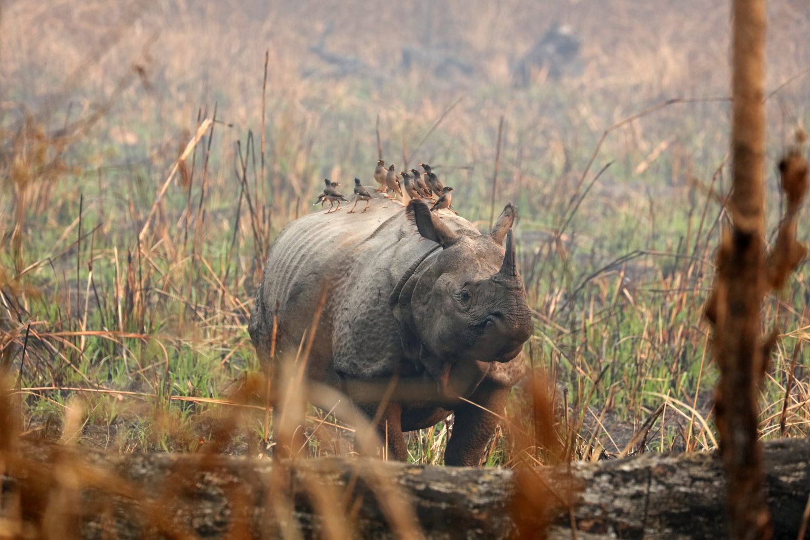 Chitwan szafari kiegészítő– Kalandozás Nepál dzsungeleiben Chitwan szafari kiegészítő– Kalandozás Nepál dzsungeleiben