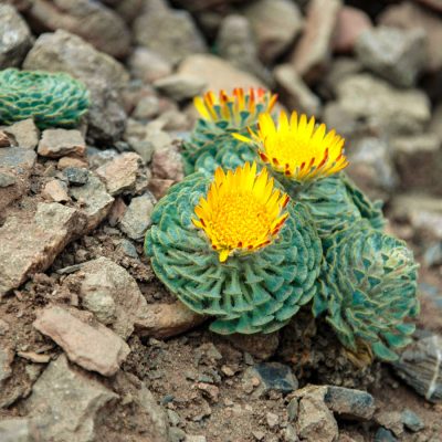 Aconcagua (6963m) expedíció - Dél-Amerika csúcsa