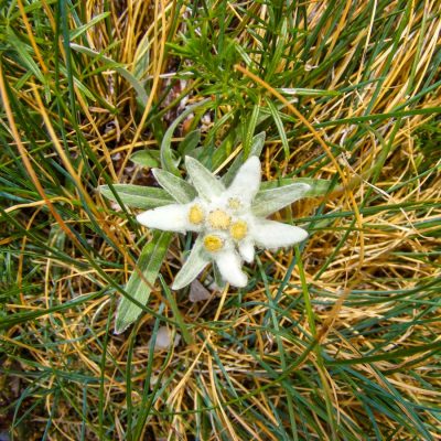 Erdély, Keleti-Kárpátok: Bucsecs-hegység (2506m), Brassó