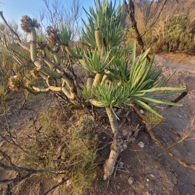 Tenerife, és a híres Teide vulkán 3718 m