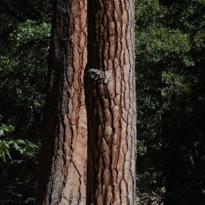 USA Nyugat – Yosemite, Grand Canyon, Zion és a vadnyugat nemzeti parkjai