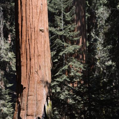 USA Nyugat – Yosemite, Grand Canyon, Zion és a vadnyugat nemzeti parkjai